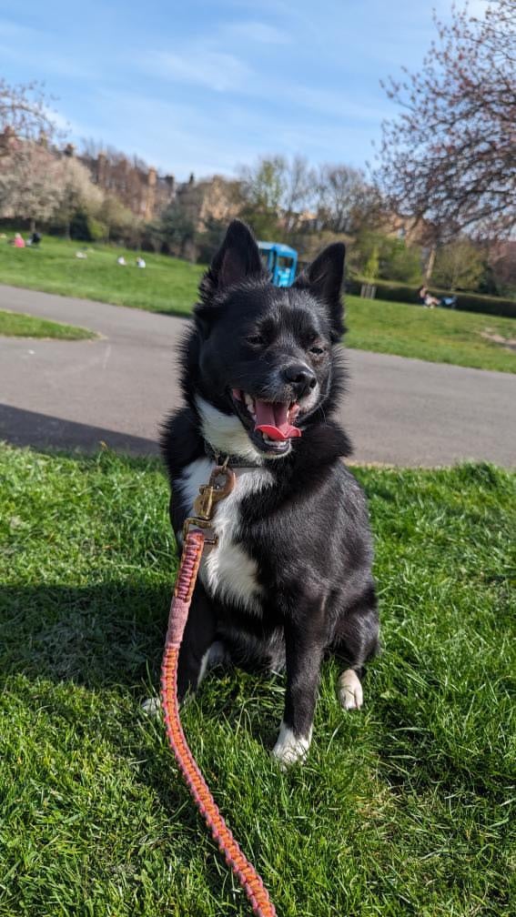 Kiba Loving Pomeranian x Jack Russel 