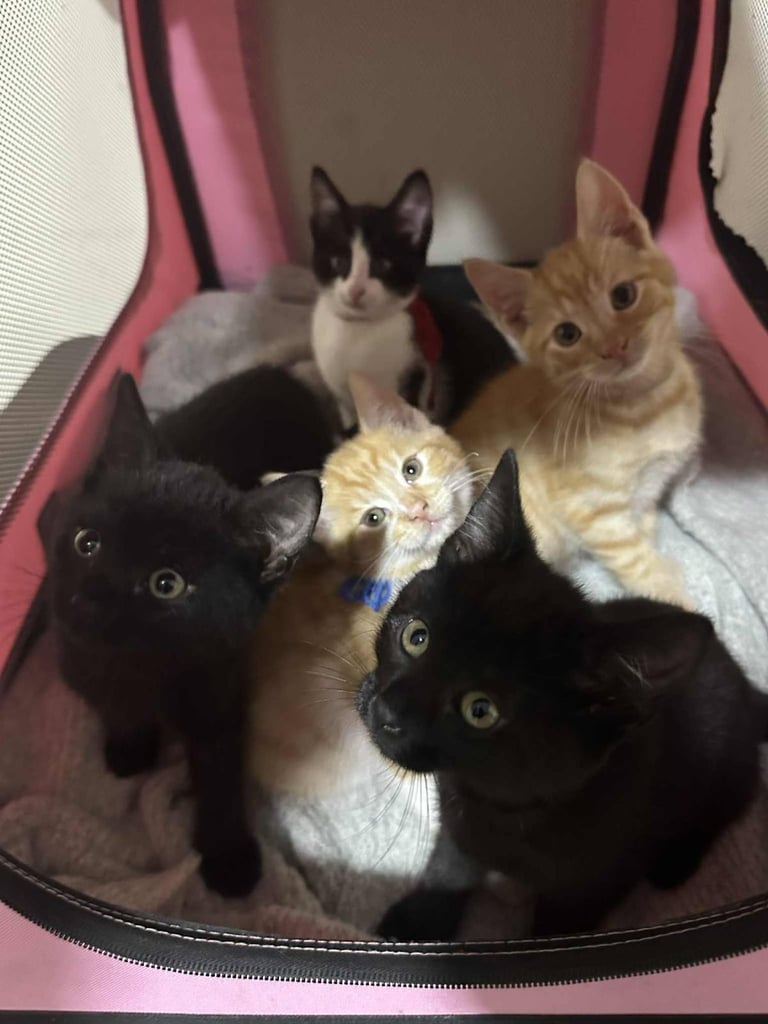 image for 🐾 Adorable kittens looking for loving homes – black, ginger & white! 🐾