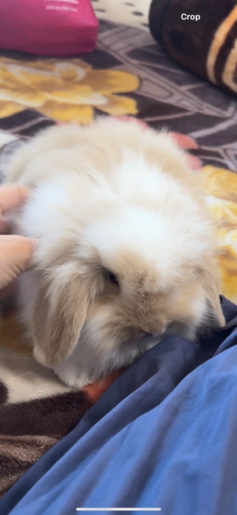 3 Rabbits for sale 2 lion heads 1 mix Rex and Flemish giant