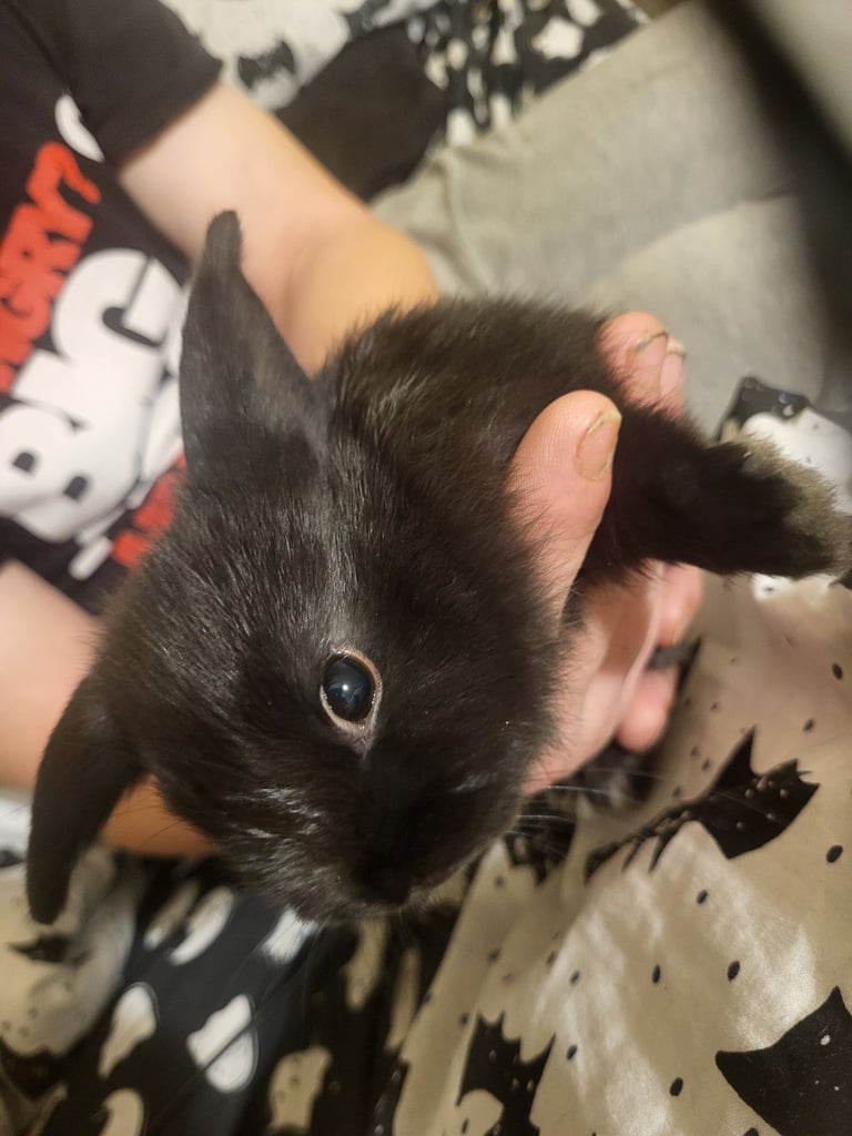 4 black baby lionlops 