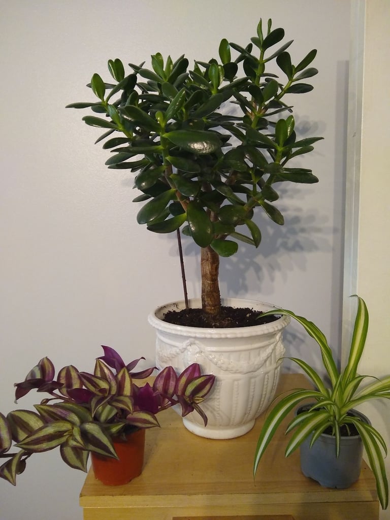 image for Ceramic vase money plant, spider plant and Tradescantia zebrina plant.