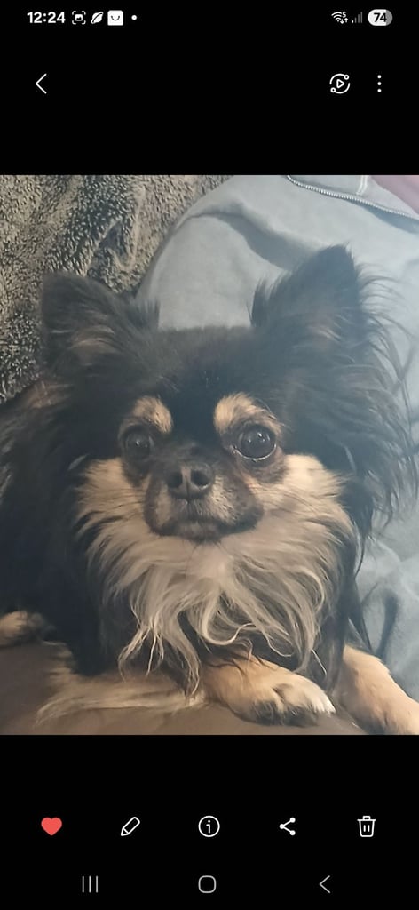 K C Reg, Long Coated Chihuahuas available 