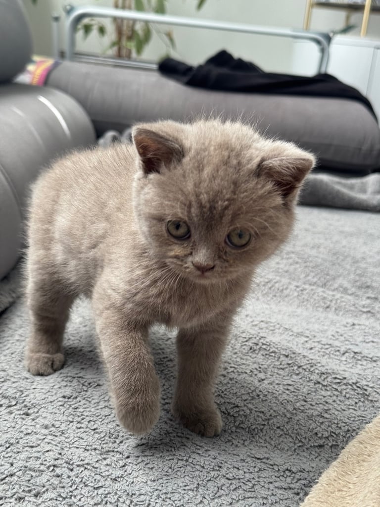 British shorthair kittens 