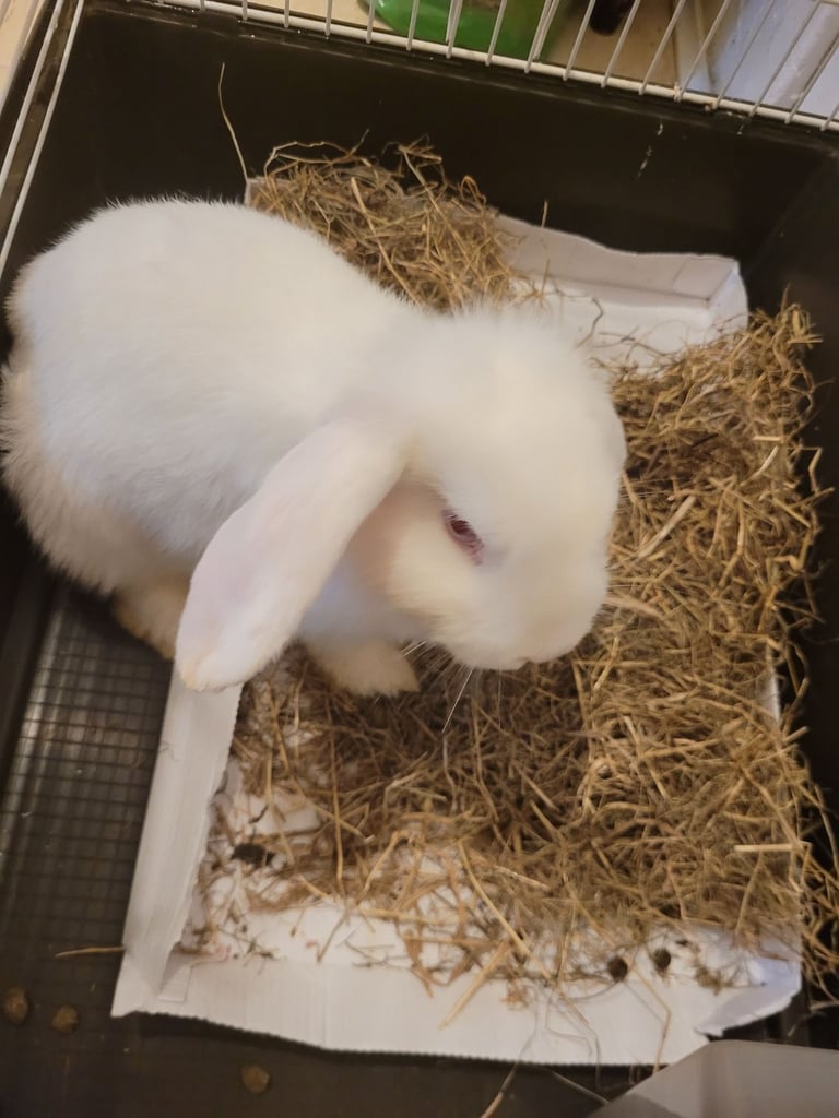 Mini lop baby Rabbit 