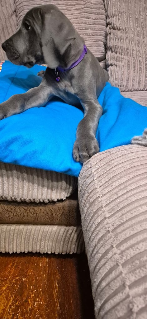 Great Dane puppies reduced 