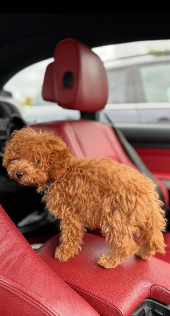 5-month-old male Toy Poodle
