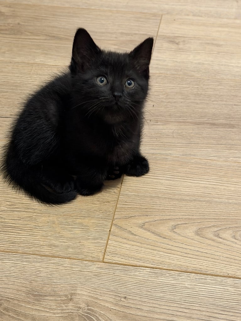 3 kittens boys ready to go 