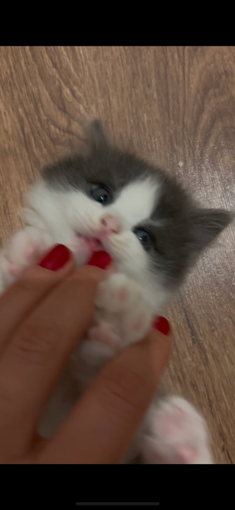 kittens 