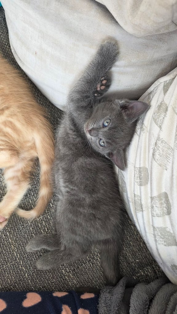 4 half ragdoll kittens - 2 grey fluffy female 2 ginger male