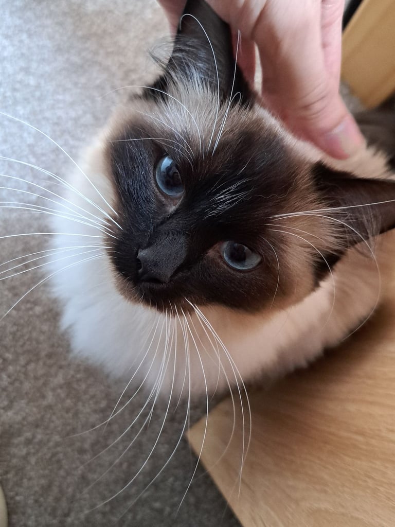 Ragdoll with Full Starter Kit