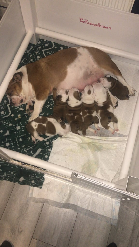 British bulldog puppies 
