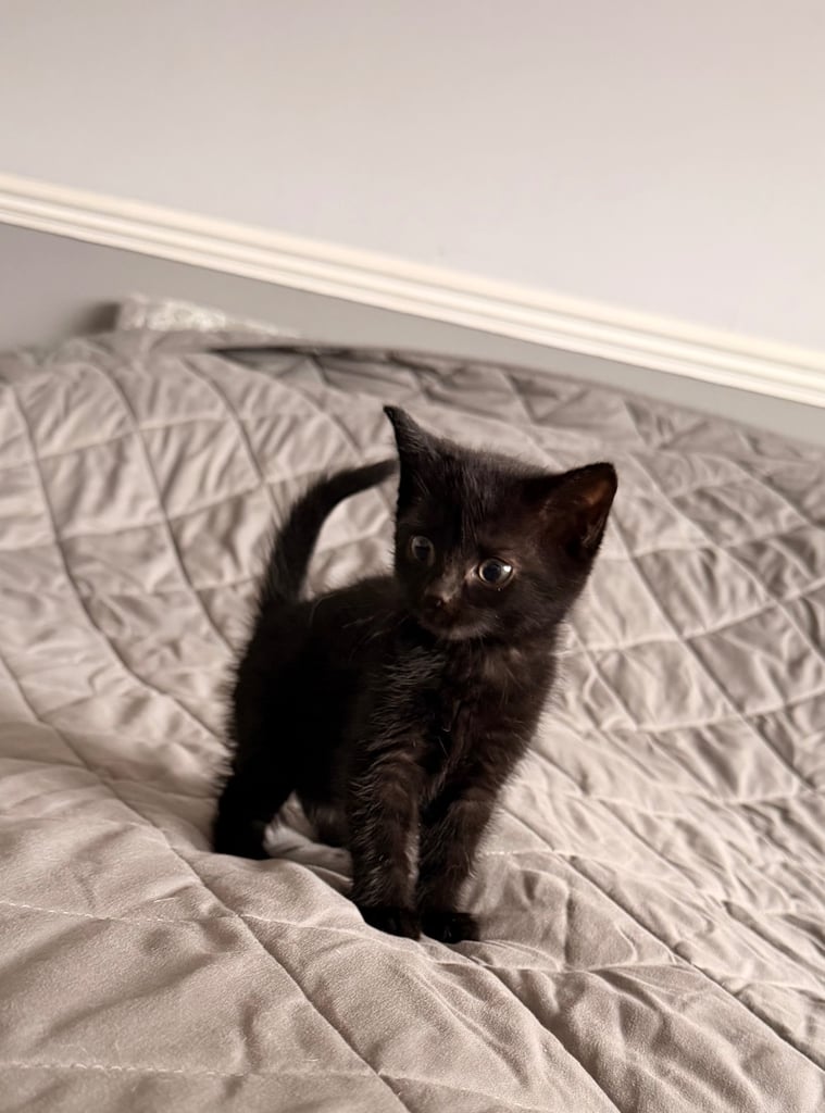 image for Kittens available 1.11.25