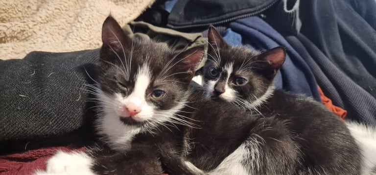 image for Kittens For Sale 
