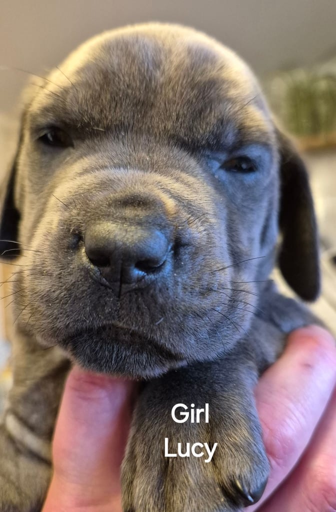 Cane  Corso pups 