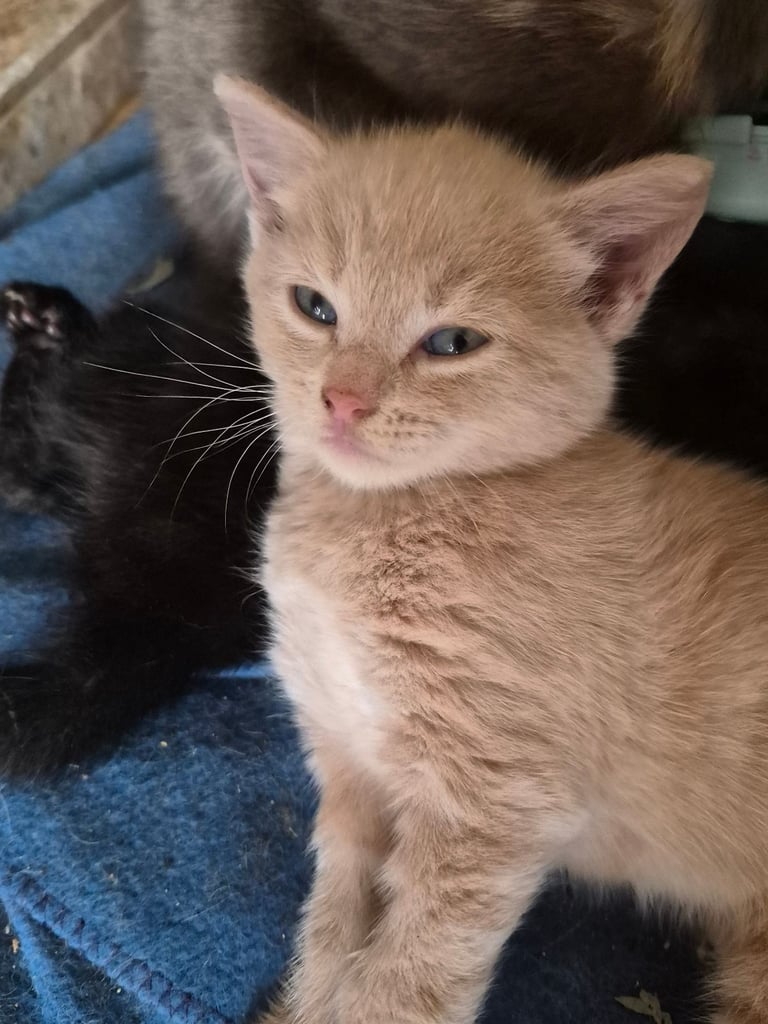 Gorgeous kittens for forever homes