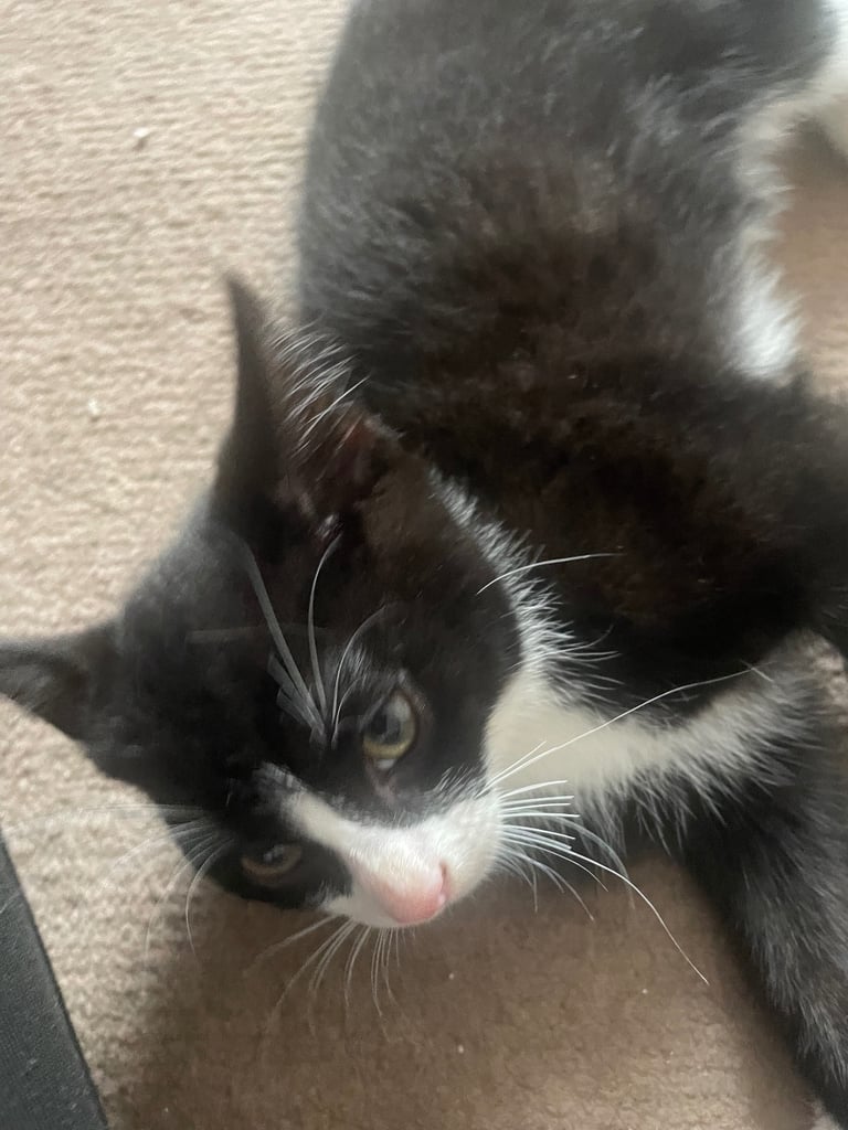 6 kittens for sale