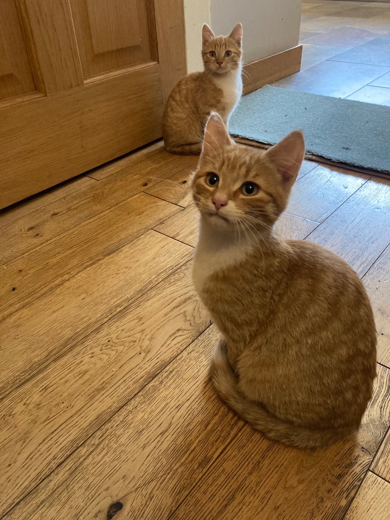 Kittens for Sale