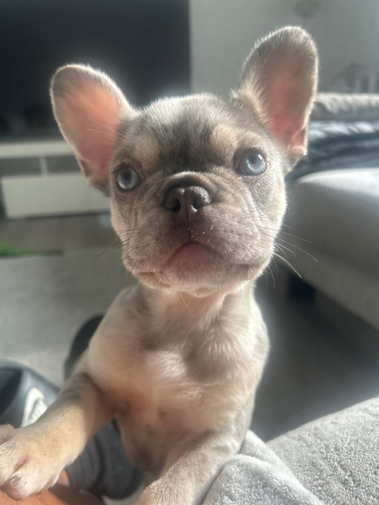 French bulldog puppy male Merle