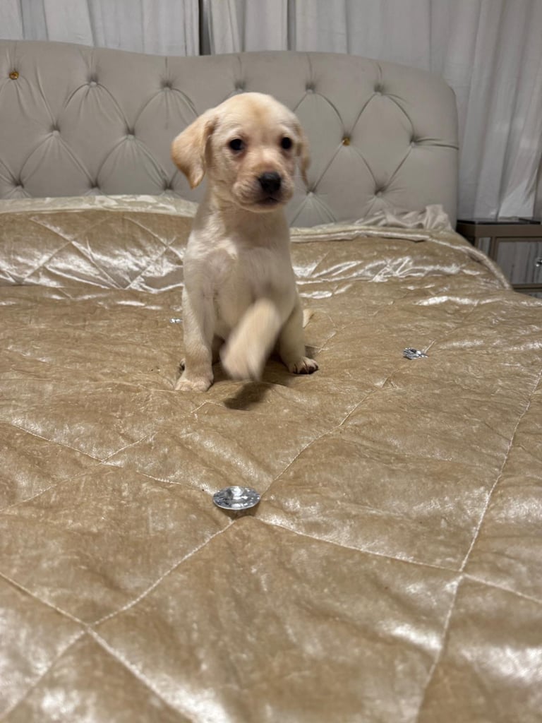 Labrador puppy for sale