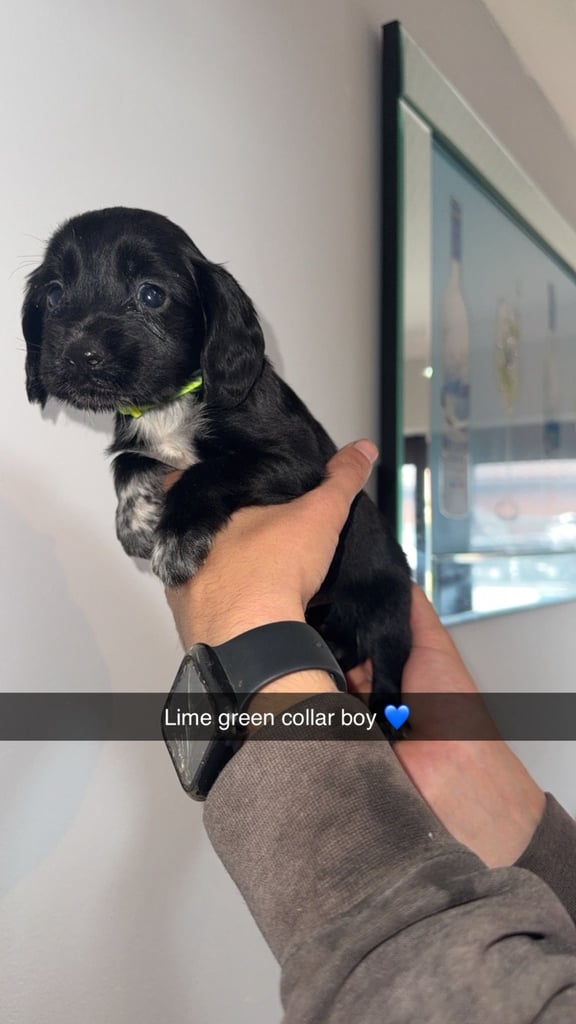 Cocker spaniel puppies 