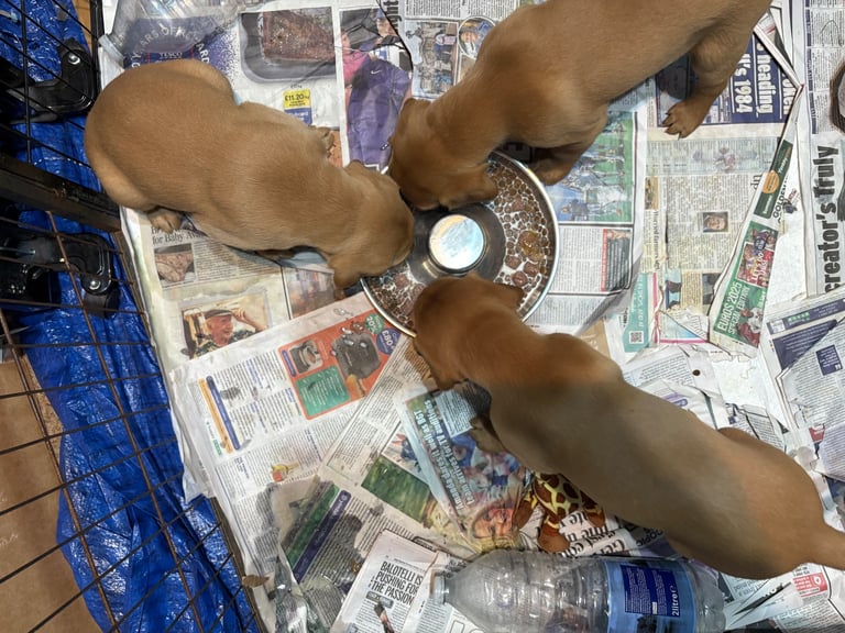 1 KC reg Dark Fox Red Labrador puppy remaining 