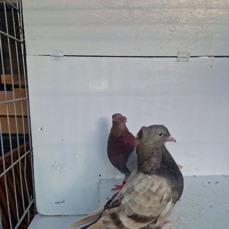 Serbian highflyers for sale 