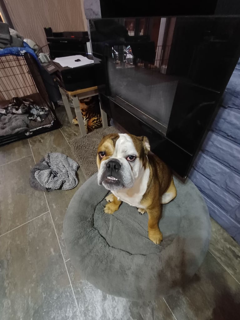 Olde English Bulldog for sale