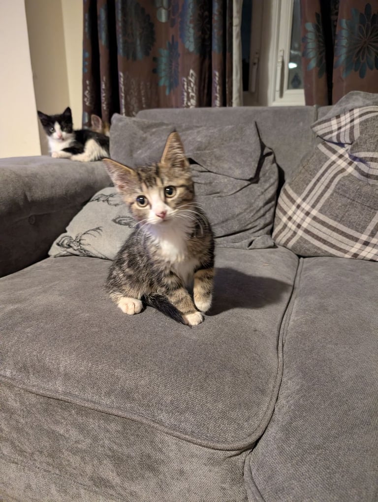 Domestic shorthair kittens
