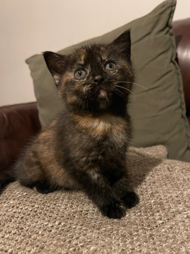 Female kitten 