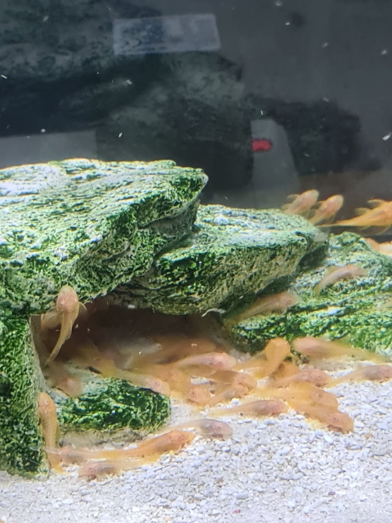 Baby gold bristlenose 