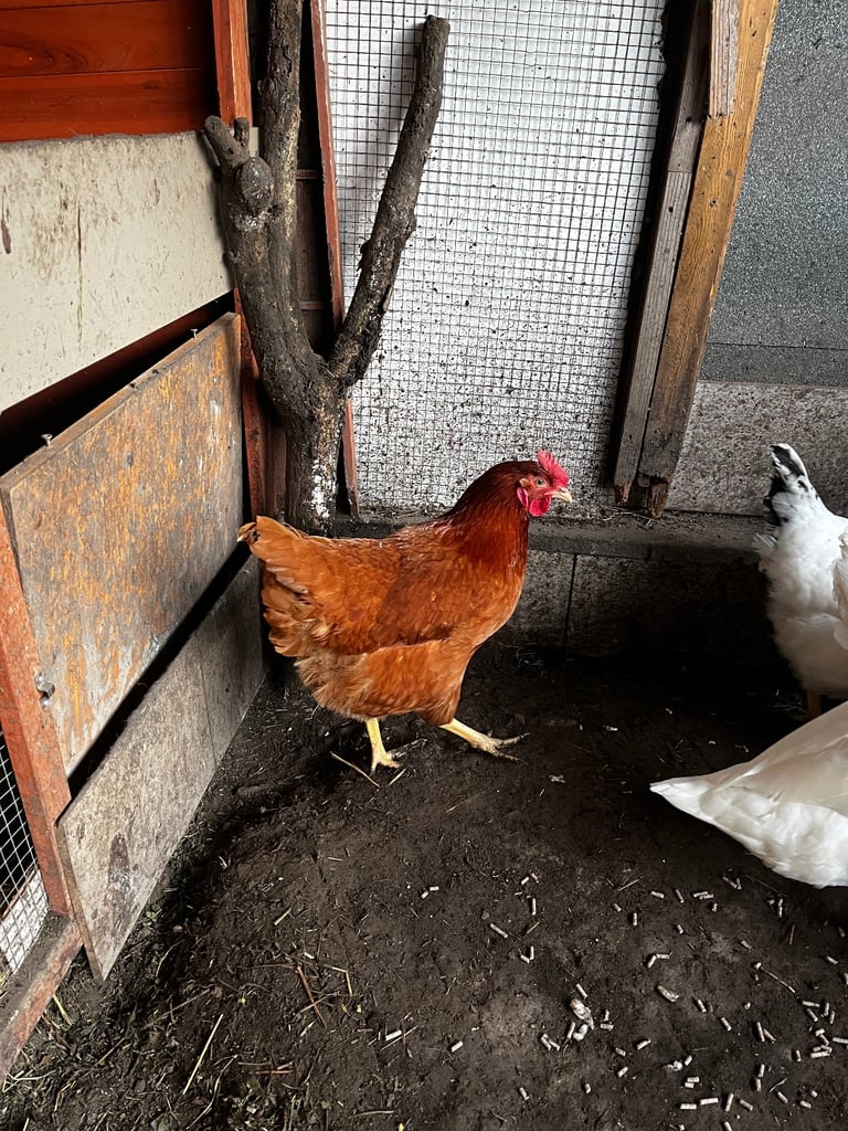 4 Ducks and 10 chickens 