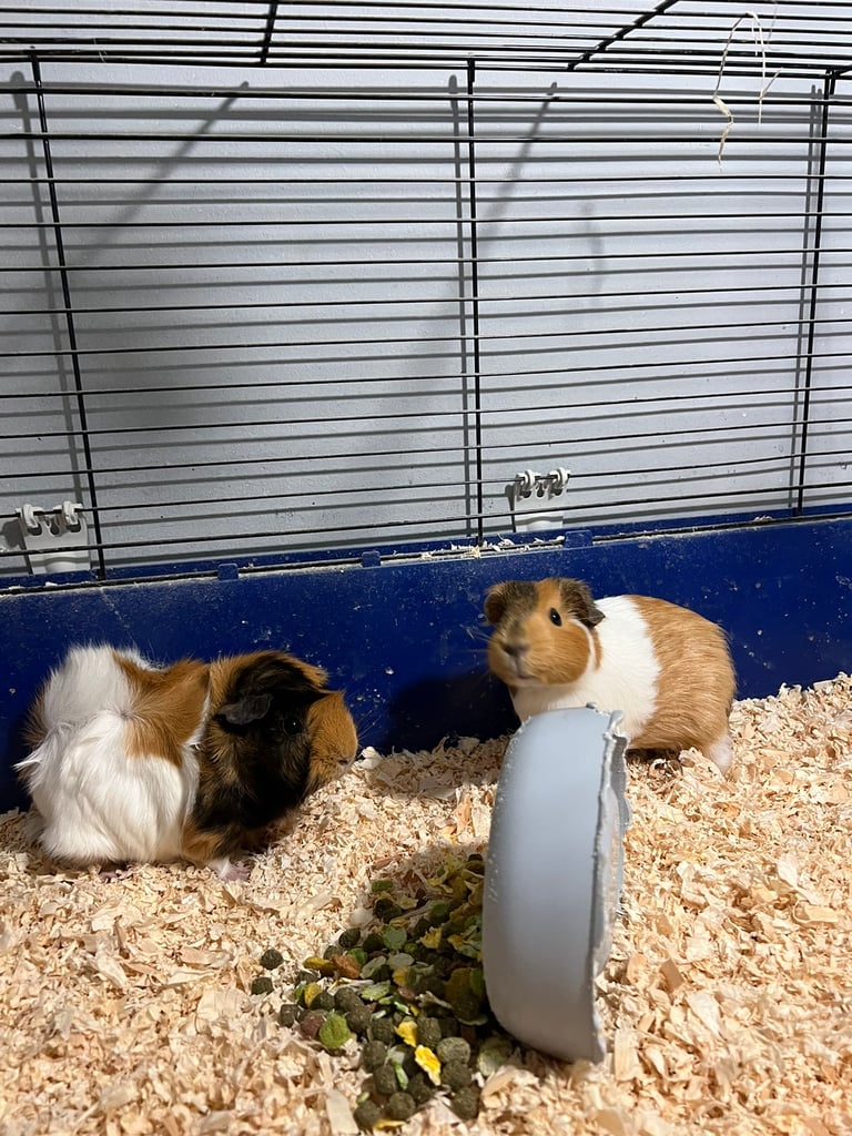 Female Guinea pigs and cage