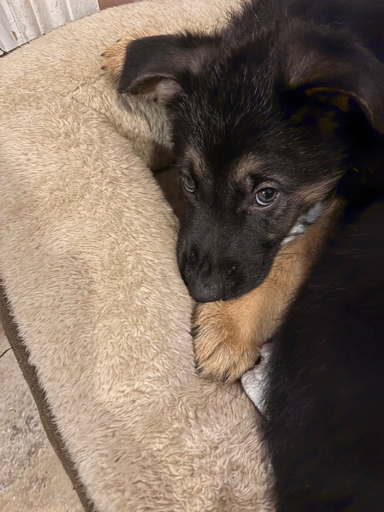 Stunning German Shepherd puppies