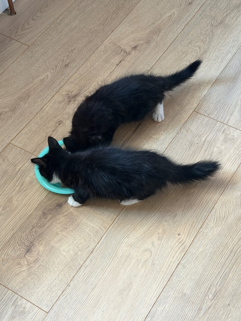 4 kittens ready to go 