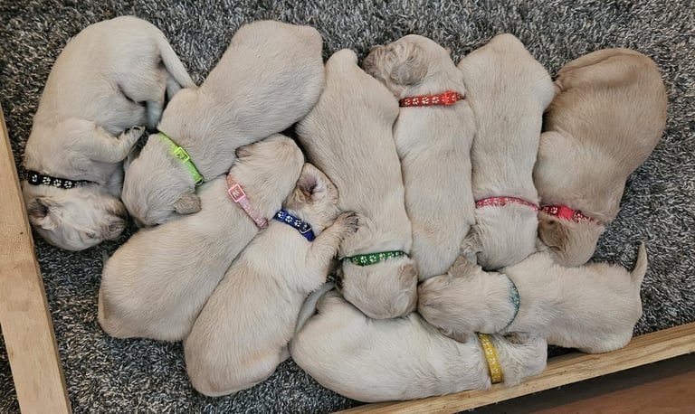 Pedigree Golden Retriever Puppies