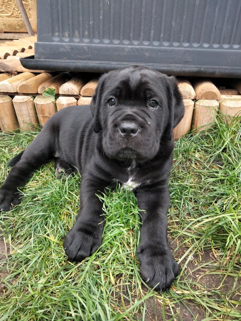 Cane Corso puppies black
