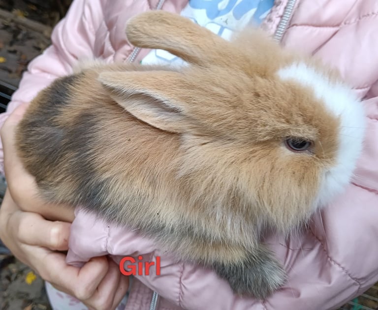 Beautiful baby rabbits 