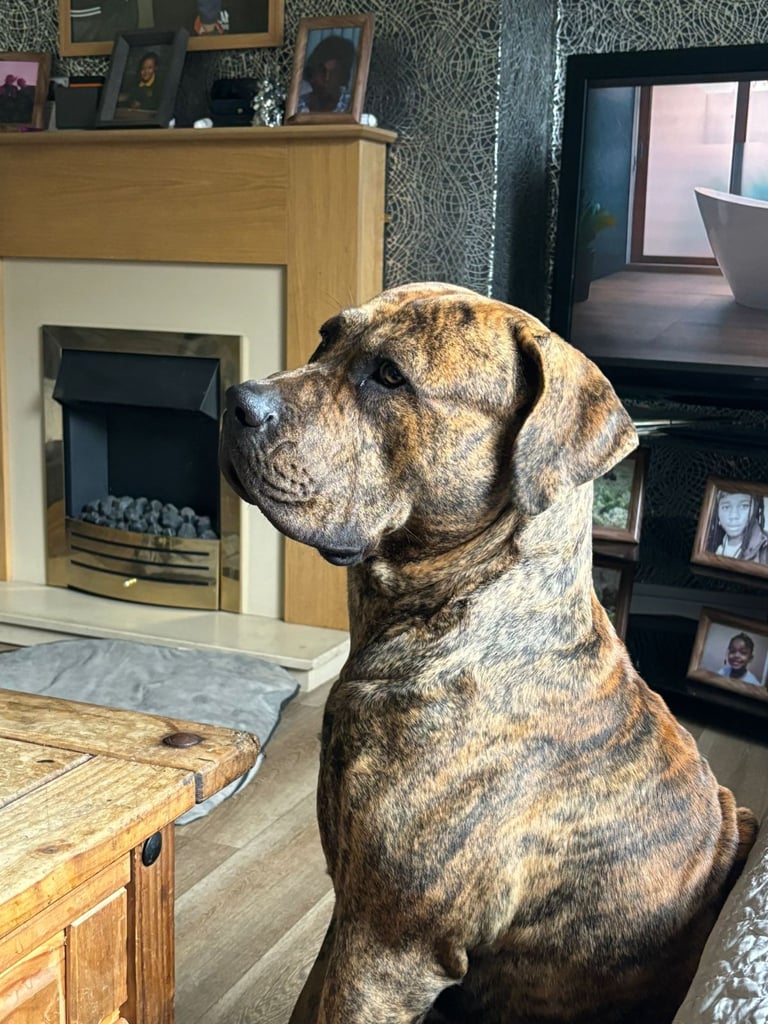 Presa canario puppies