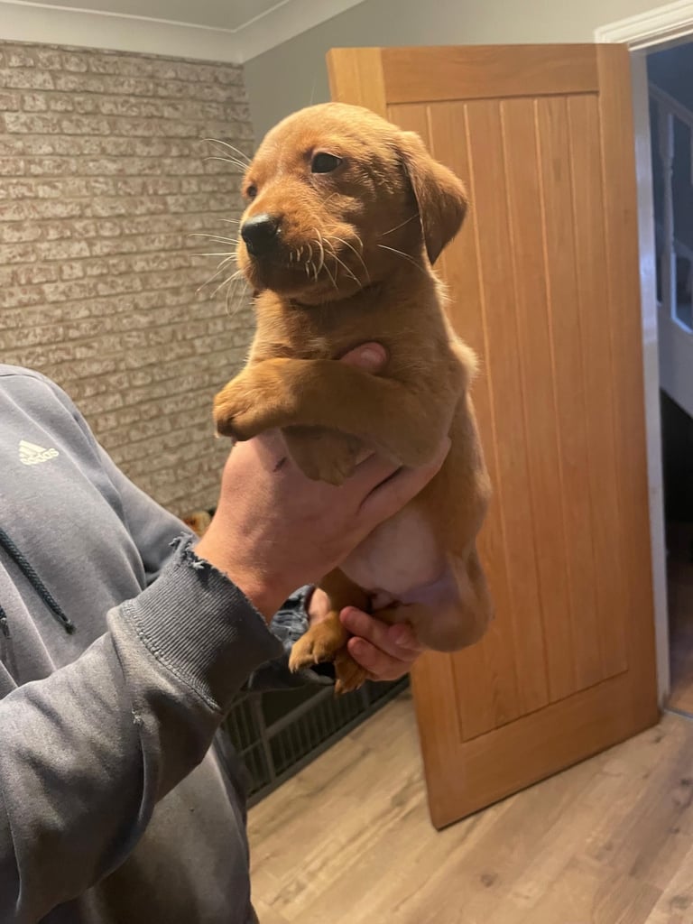 Fox red Labrador pups 