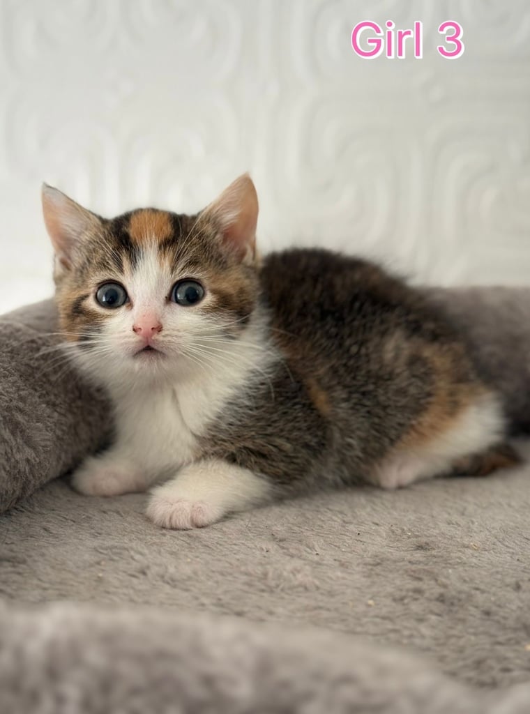 Cute kittens ready to leave 