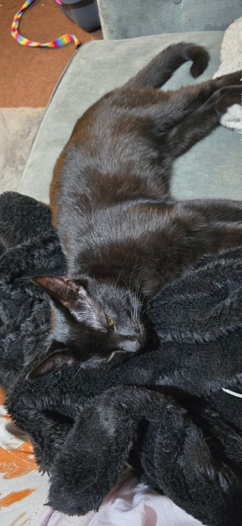 5 month kitten for sale 