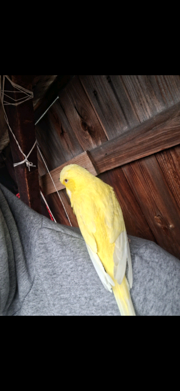 Hand Tame Budgies 