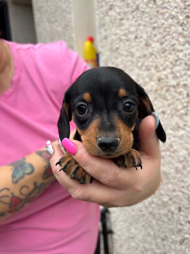 Miniature dachshund puppy