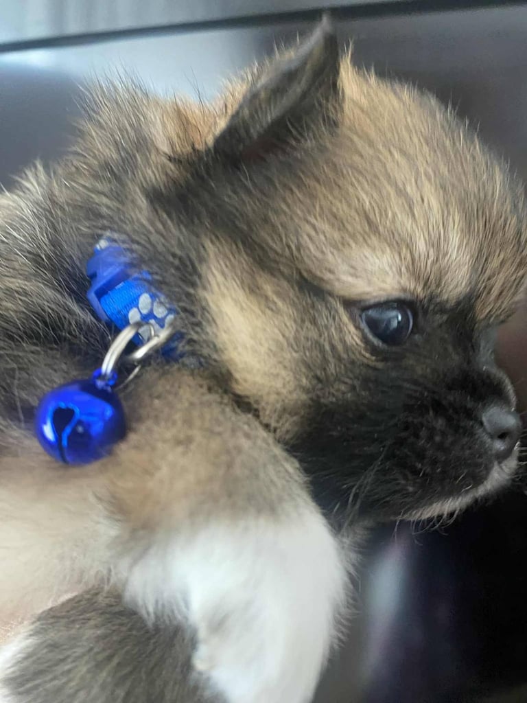 Pomeranian puppies 