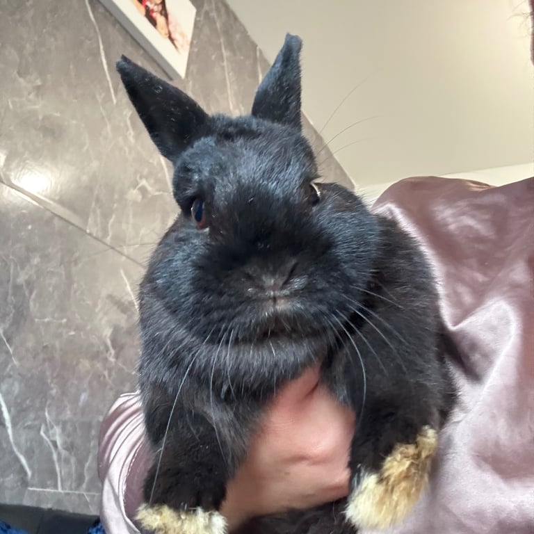 Mini lop bun, Nederland rabbit & rex holand hop
