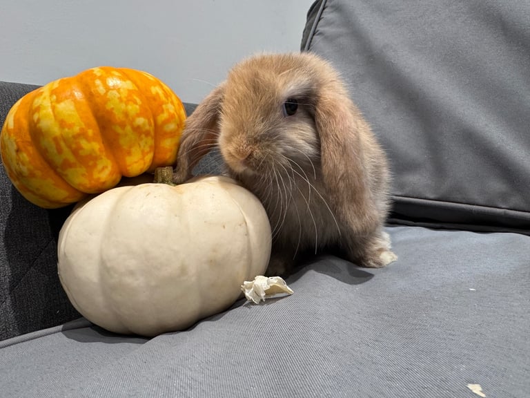 ⭐️ 1 mini lop boy ready to go!!