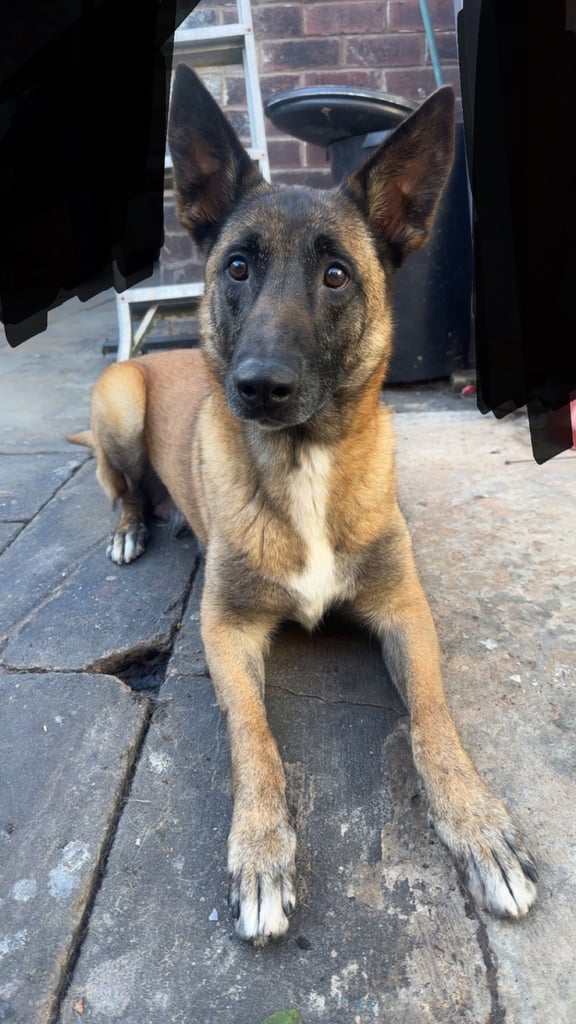 🚨 Exceptional Belgian Malinois Puppies! 🚨