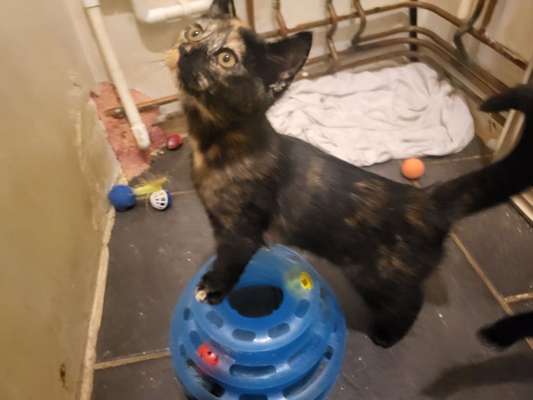 Girls tortoiseshell 
