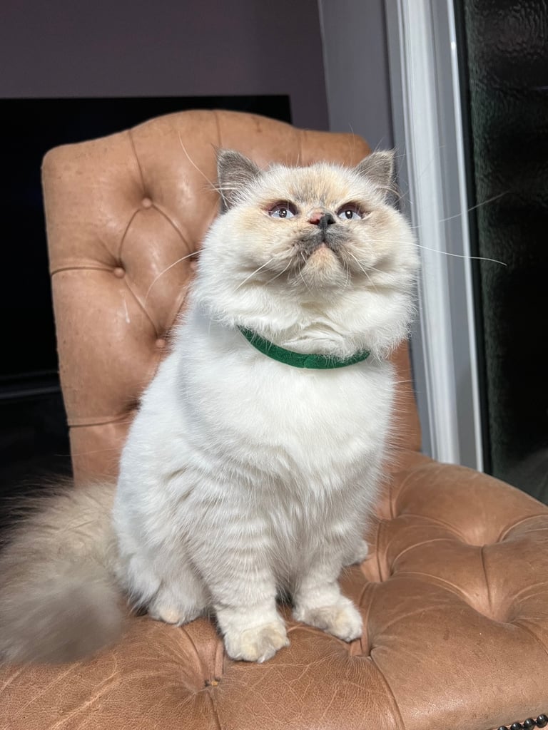 British Shorthair & British Longhair Kittens