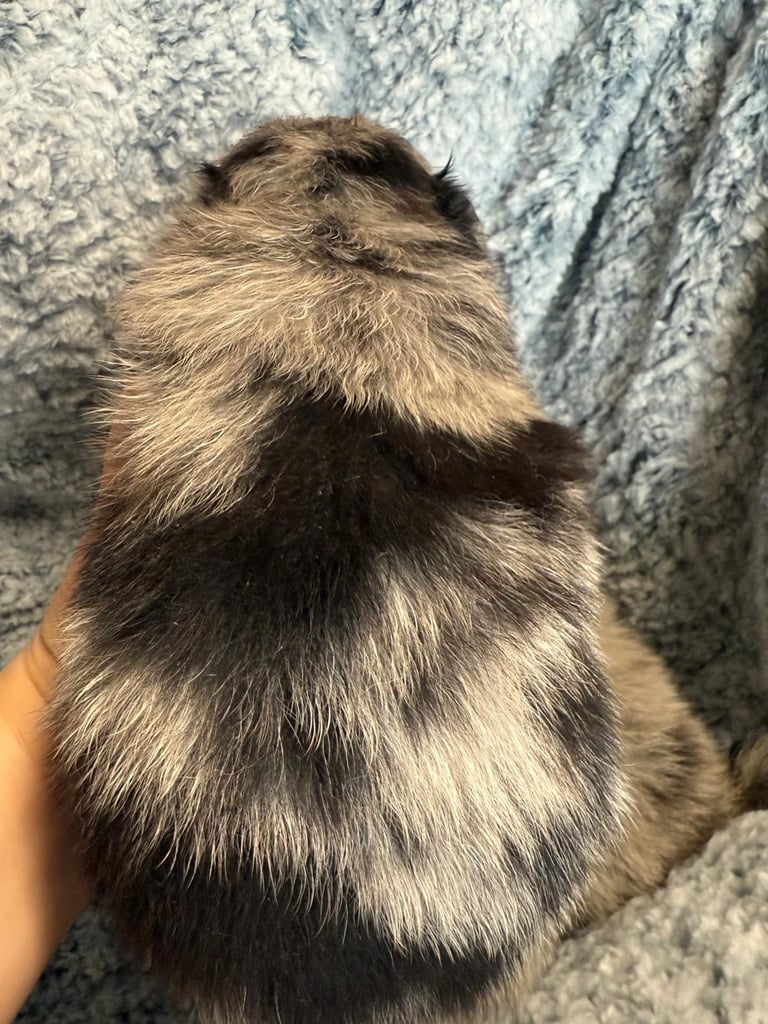 Very cute Pomeranian puppies 